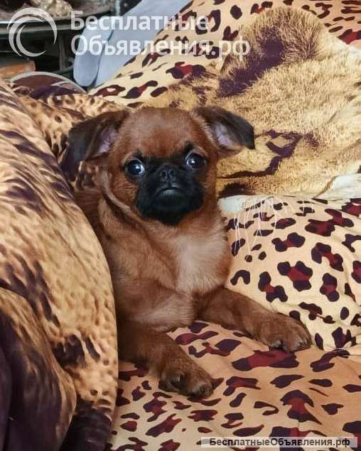 Красивый мальчик пти-брабансон