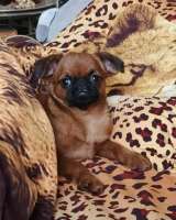 Красивый мальчик пти-брабансон