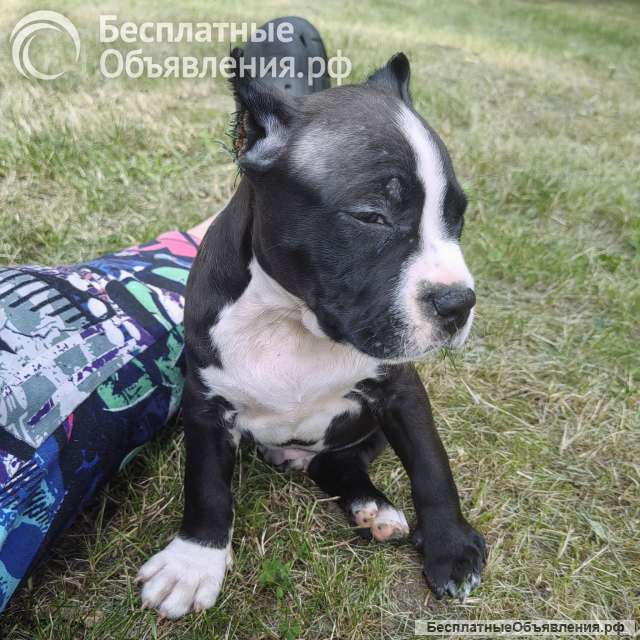 Шикарный черный кобель Амстаффтерьера ркф