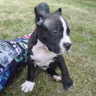 Шикарный черный кобель Амстаффтерьера ркф