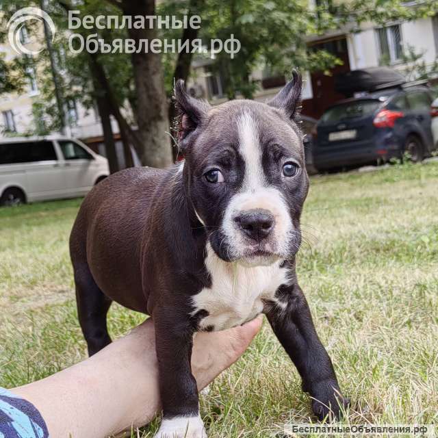 Шикарный черный кобель Амстаффтерьера ркф