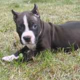 Шикарный черный кобель Амстаффтерьера ркф