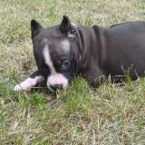 Шикарный черный кобель Амстаффтерьера ркф
