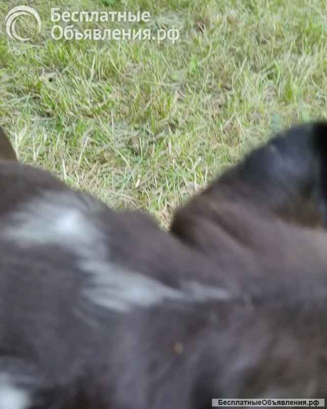 Шикарный черный кобель Амстаффтерьера ркф