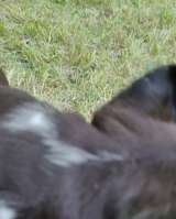 Шикарный черный кобель Амстаффтерьера ркф