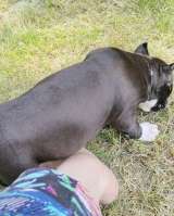 Шикарный черный кобель Амстаффтерьера ркф