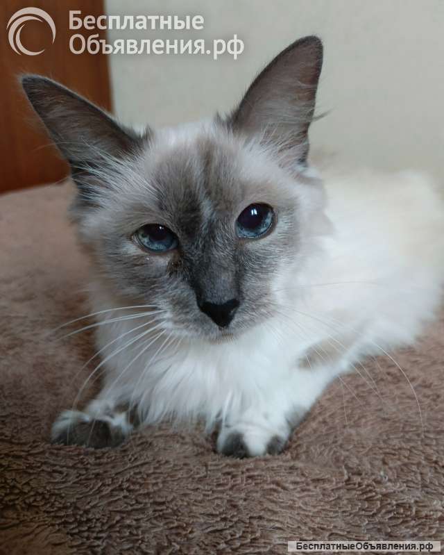 Котик из домашнего приюта в заботливую семью