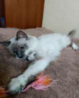 Котик из домашнего приюта в заботливую семью