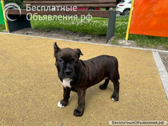 Тигровая красотка Амстаффтерьера ркф