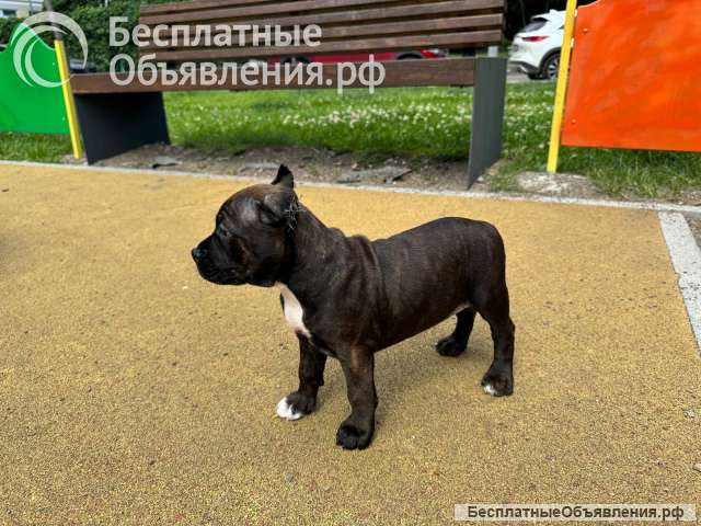 Тигровая красотка Амстаффтерьера ркф