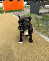 Тигровая красотка Амстаффтерьера ркф