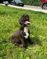 Тигровая красотка Амстаффтерьера ркф