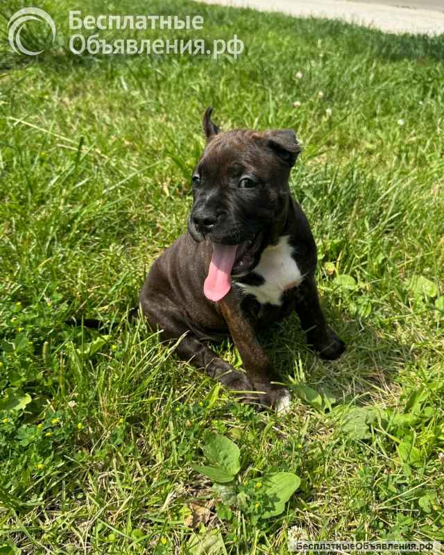 Тигровая красотка Амстаффтерьера ркф