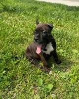 Тигровая красотка Амстаффтерьера ркф