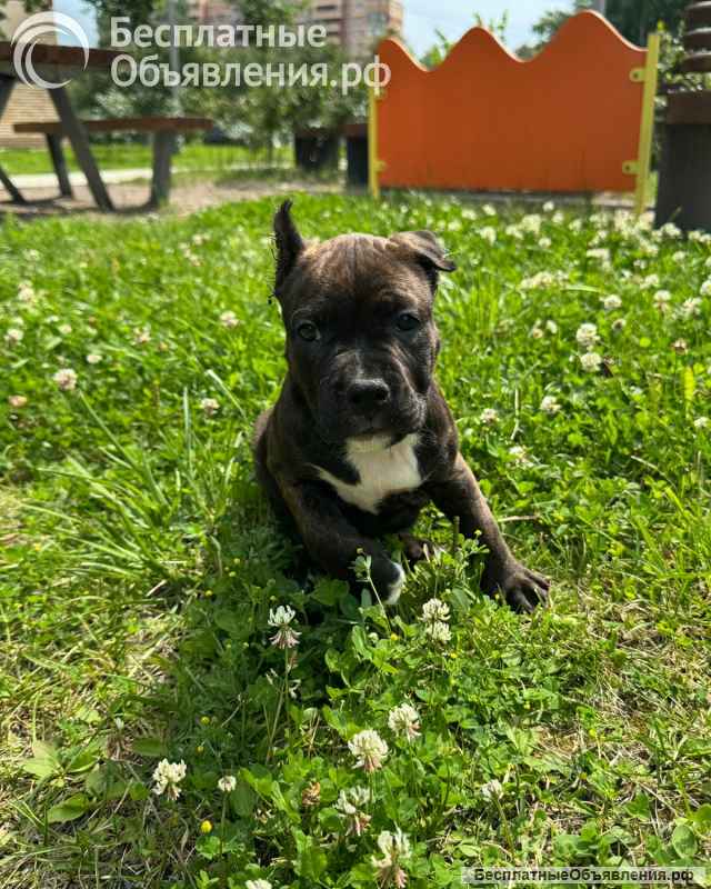 Тигровая красотка Амстаффтерьера ркф