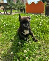 Тигровая красотка Амстаффтерьера ркф