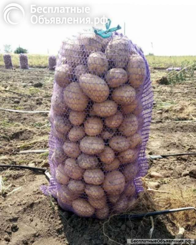 Купить картофель молодой картошка оптом