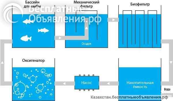 Бассейны для разведения рыбы, раков и т. д.