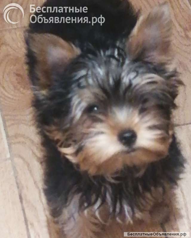 Йоркширский терьер девочка 4 месяца
