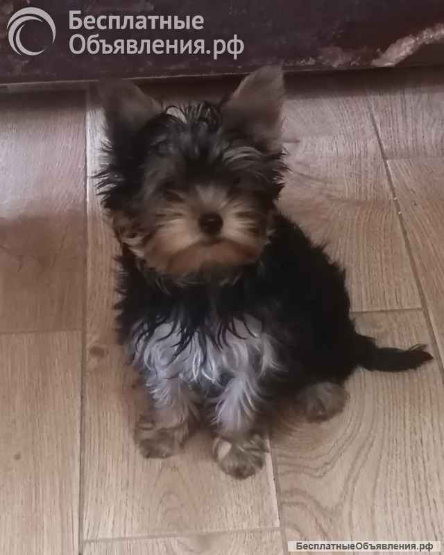Йоркширский терьер девочка 4 месяца