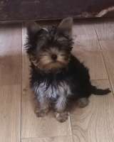 Йоркширский терьер девочка 4 месяца
