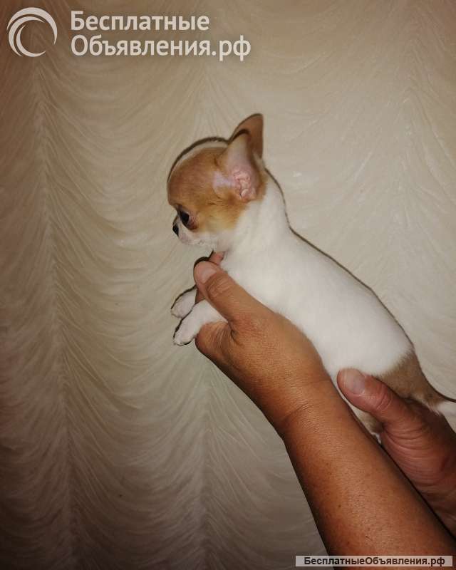 Мини микро девочка чихуахуа 3 месяца