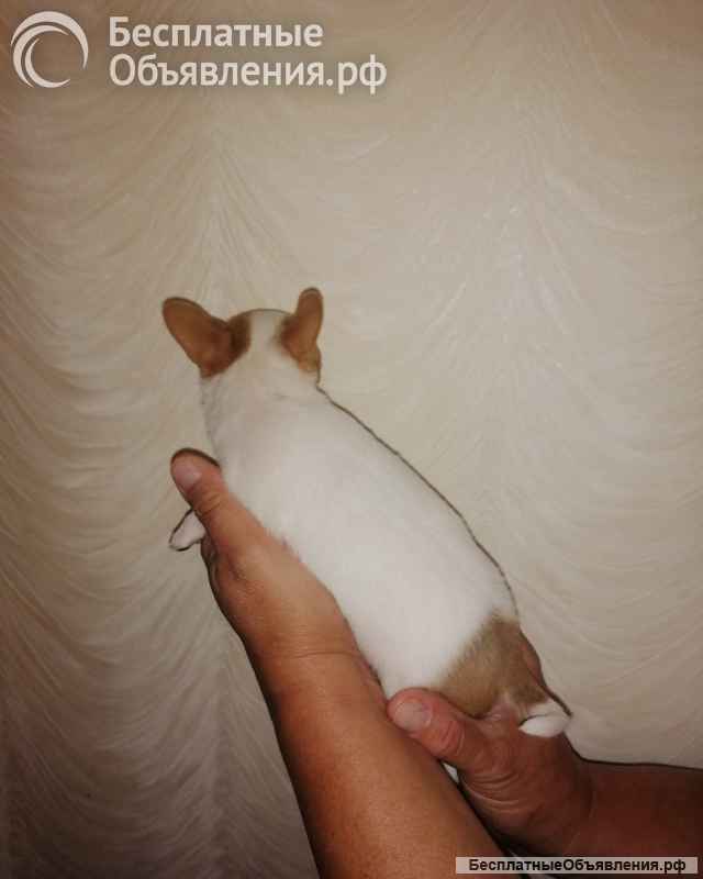 Мини микро девочка чихуахуа 3 месяца