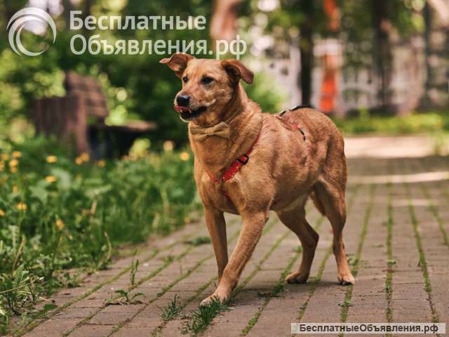 Пухляш Честер ищет дом, где станет вашим верным другом