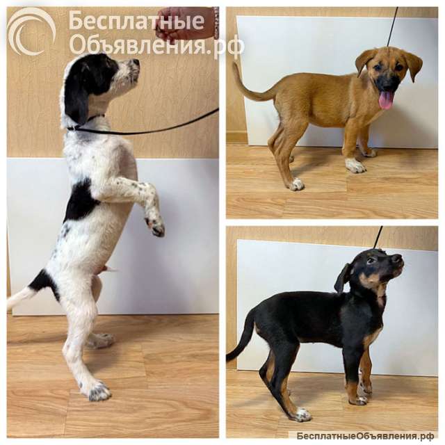 Ищу дом для замечательных некрупных щенков
