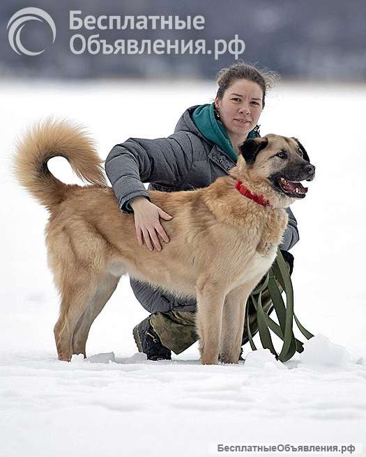 Ищем дом для дружелюбного пса Грэма