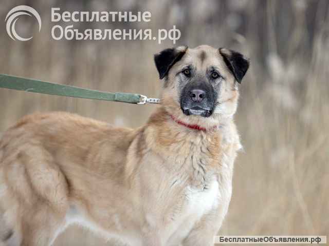 Ищем дом для дружелюбного пса Грэма