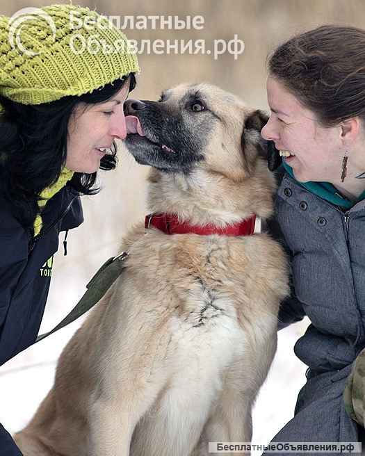 Ищем дом для дружелюбного пса Грэма