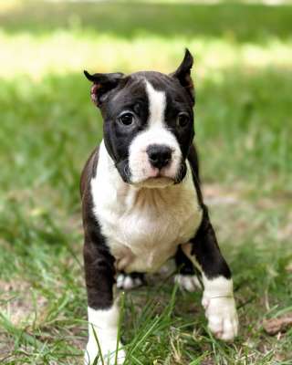 Красивый черный кобель Амстаффтерьера ркф