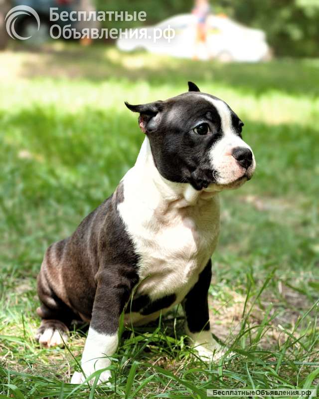 Красивый черный кобель Амстаффтерьера ркф