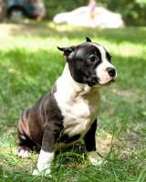 Красивый черный кобель Амстаффтерьера ркф