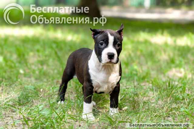 Красивый черный кобель Амстаффтерьера ркф