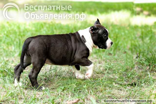 Красивый черный кобель Амстаффтерьера ркф