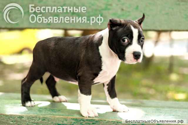 Красивый черный кобель Амстаффтерьера ркф