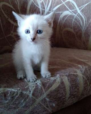 Тайские котята