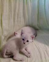 Тайские котята