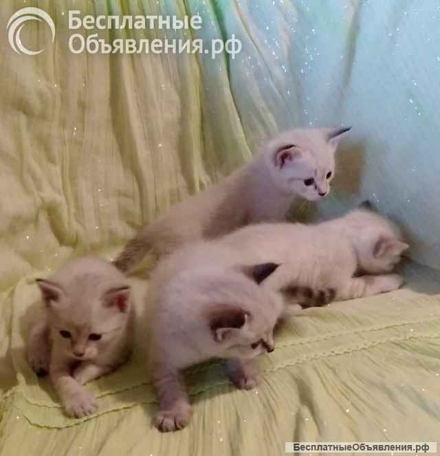 Тайские котята