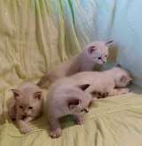 Тайские котята
