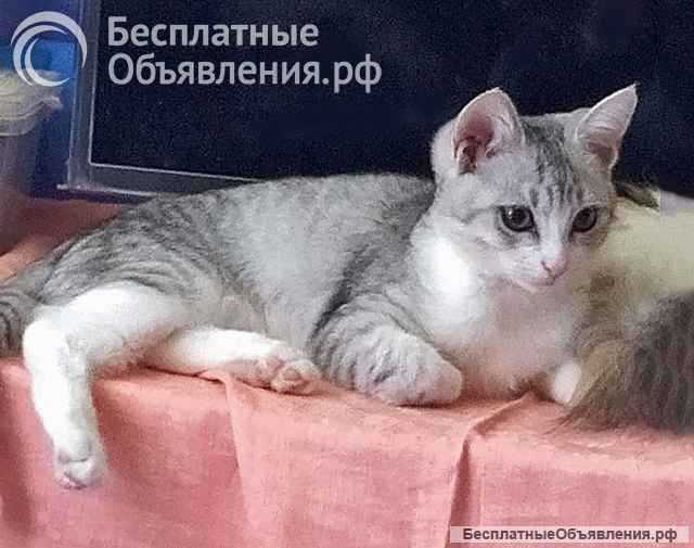 Котенок Масик, серебристо-серый позитивчик ищет дом