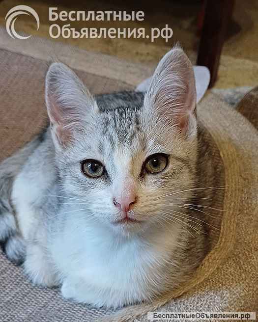 Котенок Масик, серебристо-серый позитивчик ищет дом