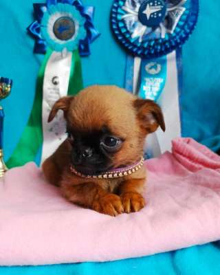 Пти брабансончик рыжий мальчик