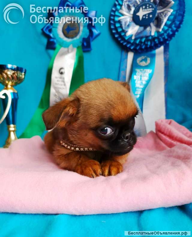 Пти брабансончик рыжий мальчик