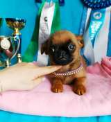 Пти брабансончик рыжий мальчик