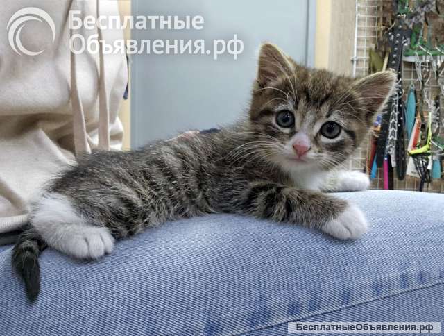 Глазастое чудо Мышка, милый домашний котенок в добрые руки