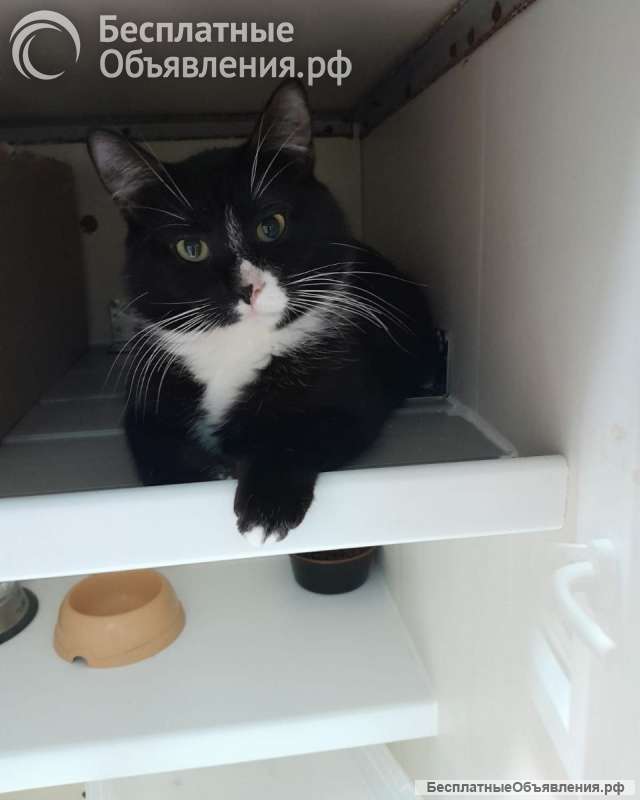 Пончик ищет дом