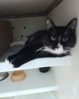 Пончик ищет дом